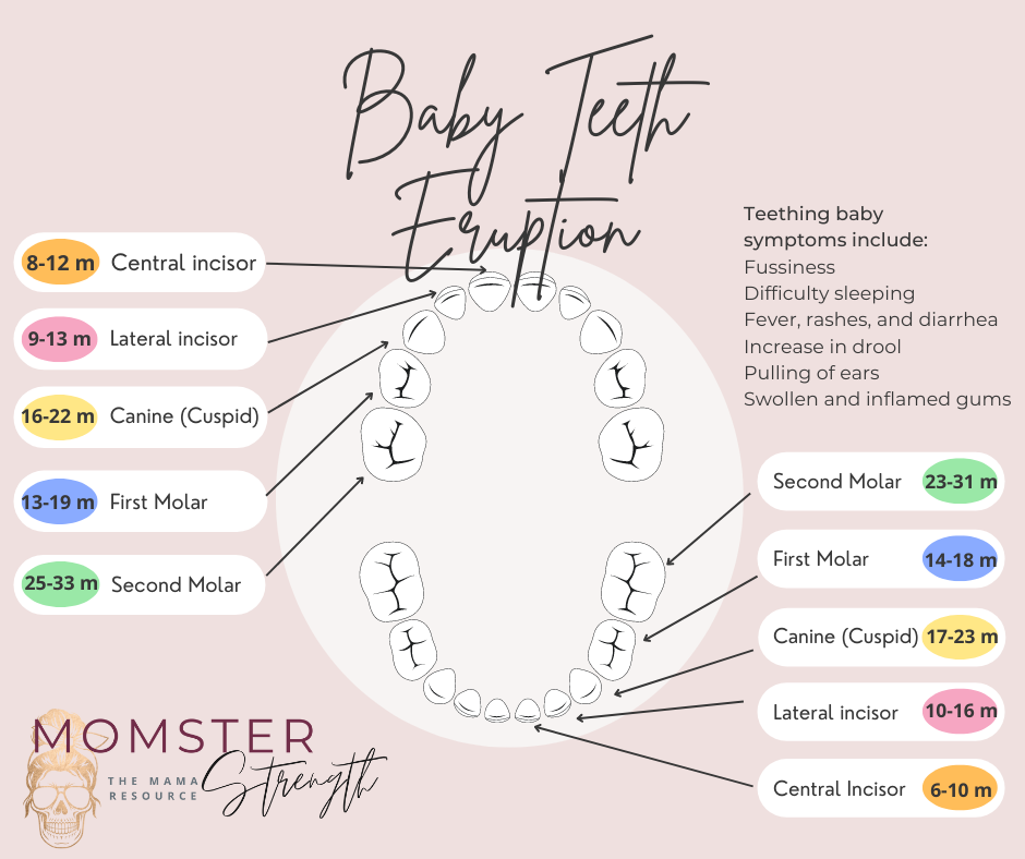 Baby Teething Chart